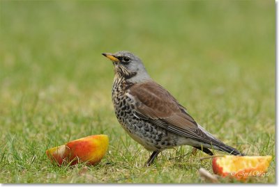 kramsvogel_DSC_7030.JPG