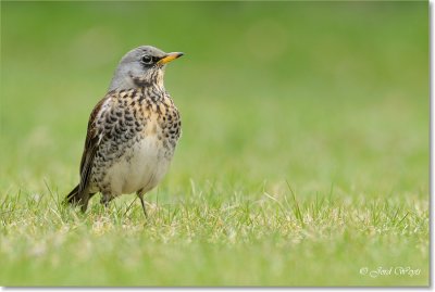 kramsvogel_DSC_7041.JPG