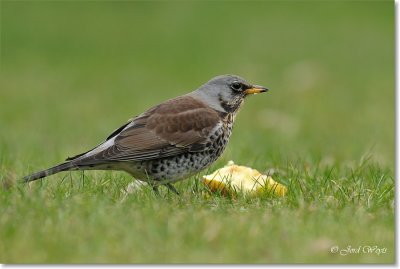 kramsvogel_DSC_7050.JPG