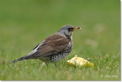 kramsvogel_DSC_7059.JPG
