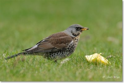 kramsvogel_DSC_7068.JPG