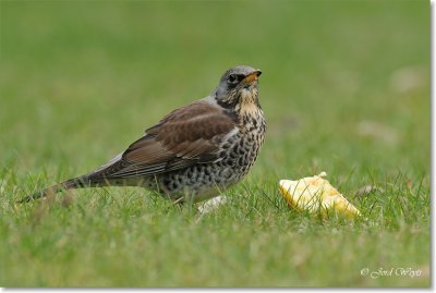 kramsvogel_DSC_7076.JPG
