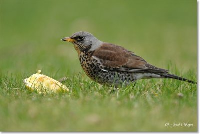 kramsvogel_DSC_7088.JPG