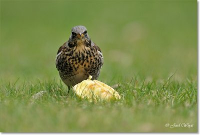 kramsvogel_DSC_7098.JPG