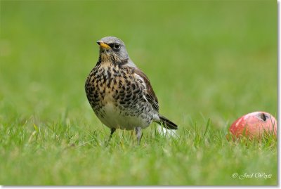 kramsvogel_DSC_7103.JPG