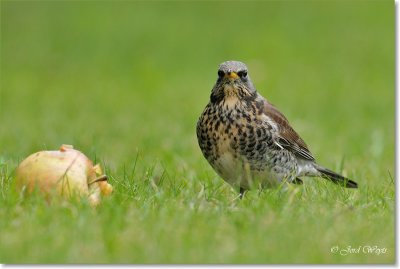 kramsvogel_DSC_7108.JPG