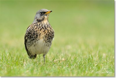 kramsvogel_DSC_7112.JPG