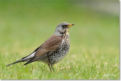 kramsvogel_DSC_7113.JPG