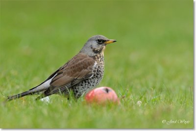 kramsvogel_DSC_7117.JPG