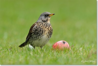 kramsvogel_DSC_7121.JPG