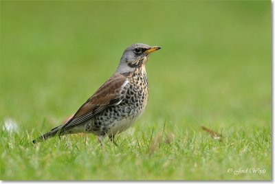 kramsvogel_DSC_7127b.JPG