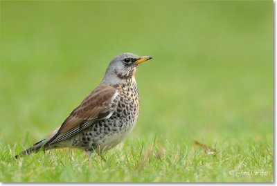 kramsvogel_DSC_7131.JPG