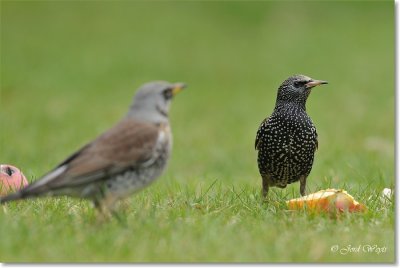kramsvogel_DSC_7135.JPG