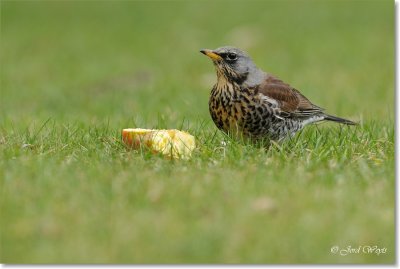 kramsvogel_DSC_7147.JPG