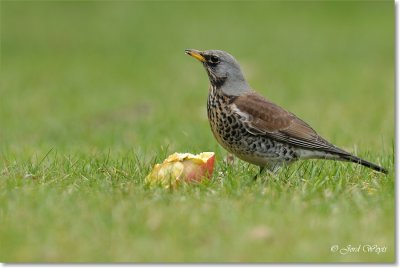 kramsvogel_DSC_7156.JPG