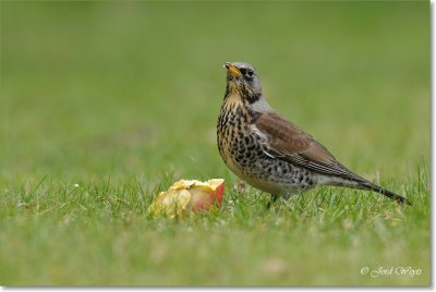 kramsvogel - fieldfare - Turdus pilaris
