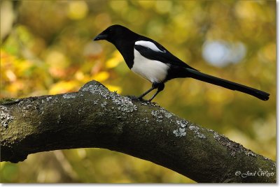 ekster - Magpie - Pica pica