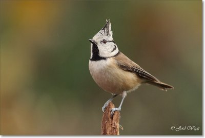 kuifmees - crested tit - Parus cristatus