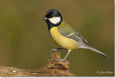 koolmees_DSC_8633.JPG