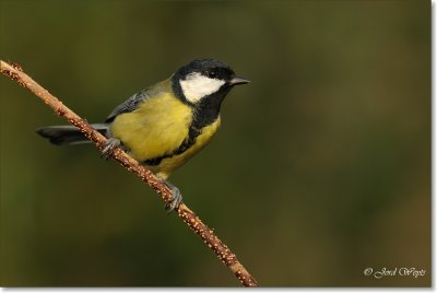 koolmees_DSC_8714.JPG