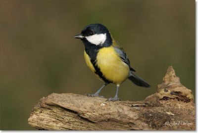 koolmees - great tit - parus major