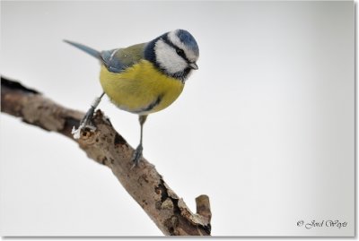 sneeuw_DSC_4896.JPG