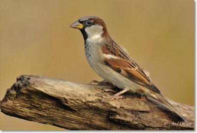 Huismus - House Sparrow - Passer domesticus