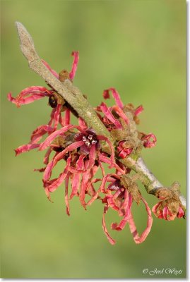 Arboretum Kalmthout_Hamamelis_DSC_6564.JPG