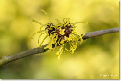 Arboretum Kalmthout_Hamamelis_DSC_6580.JPG