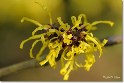 Arboretum Kalmthout_Hamamelis_DSC_6581.JPG