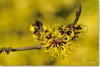 Arboretum Kalmthout_Hamamelis_DSC_6582.JPG