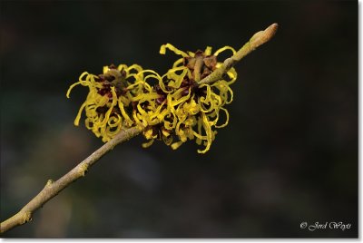Arboretum Kalmthout_Hamamelis_DSC_6589.JPG