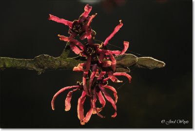 Arboretum Kalmthout_Hamamelis_DSC_6601.JPG