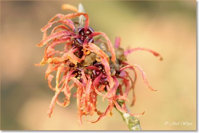 Arboretum Kalmthout_Hamamelis_DSC_6676.JPG