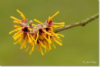 Hamamelis_DSC_6329.JPG