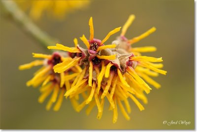 Hamamelis_DSC_6344.JPG