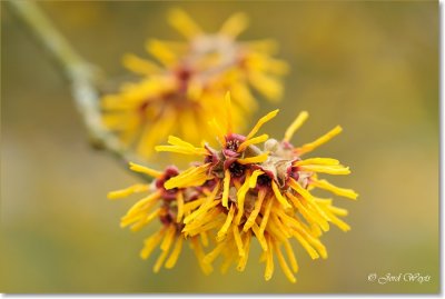 Hamamelis_DSC_6349.JPG