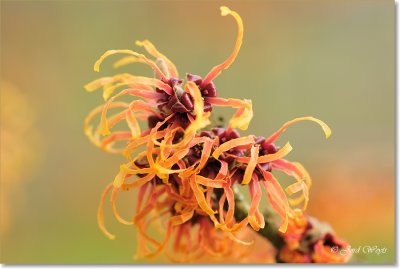 Hamamelis_DSC_6356.JPG