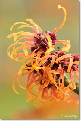 Hamamelis_DSC_6357.JPG