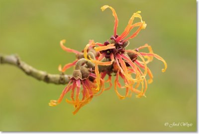Hamamelis_DSC_6364.JPG