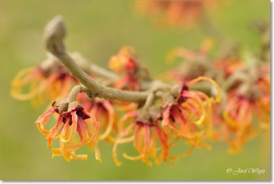 Hamamelis_DSC_6367.JPG