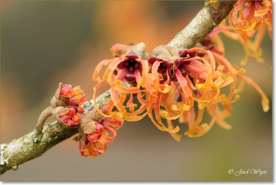 Hamamelis_DSC_6375.JPG