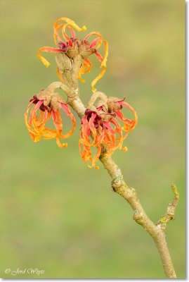 hamamelis_DSC_6432.JPG