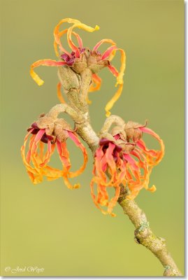 hamamelis_DSC_6441.JPG