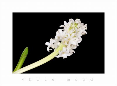 hyacint_DSC_6392.JPG