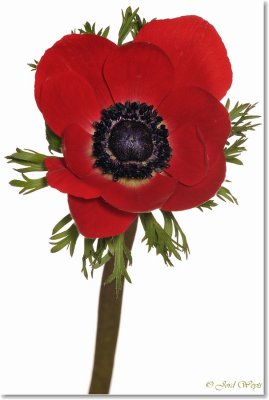 anemone_DSC_8371.JPG