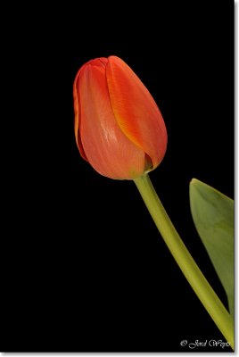 tulp_DSC_8703.JPG