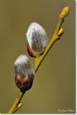 wilgenkatjes_DSC_8577.JPG