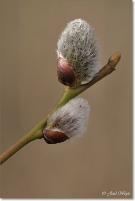 wilgenkatjes_DSC_8594.JPG