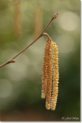 hazelaar_DSC_8414.JPG